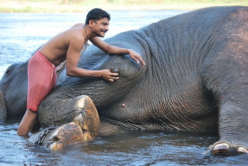 Paappaan durante il bagno agli elefanti di Kodanad