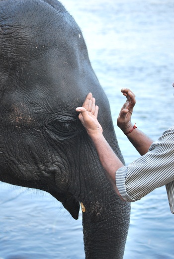 Momento del Tikka per gli elefanti del centro
