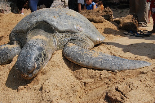 Turtle in Anjuna beach