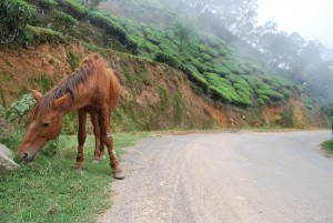 Cavallo in Munnar