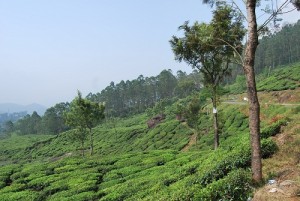 hillside Munnar