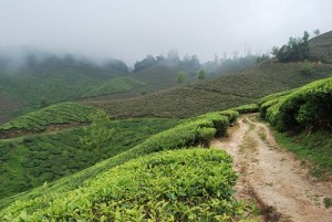 Giovani coltivazioni di tè in Munnar